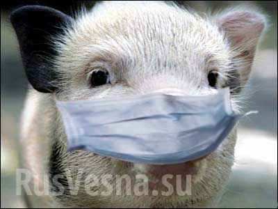 Украинским свиньям грозит вымирание