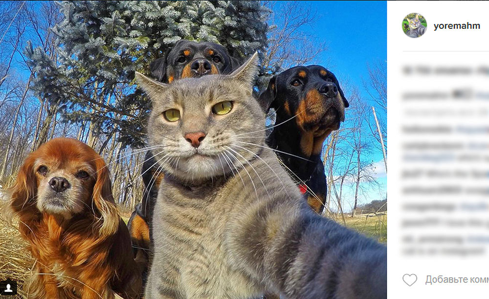 Научно доказано, что кошки еще умнее, чем кажутся