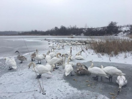 В Коломые лебеди в городском озере от холода примерзли ко льду и могут не пережить ночь 