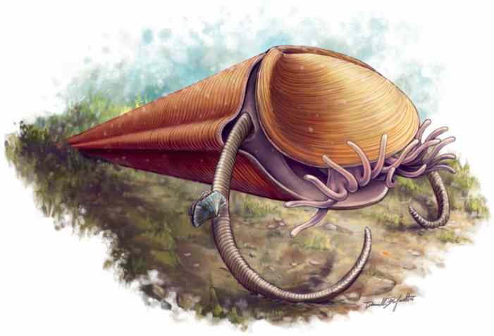 Ученые разгадали тайну хиолитов — загадочных палеозойских животных