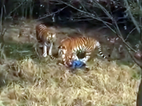 Китаец погиб в лапах тигра из-за жадности