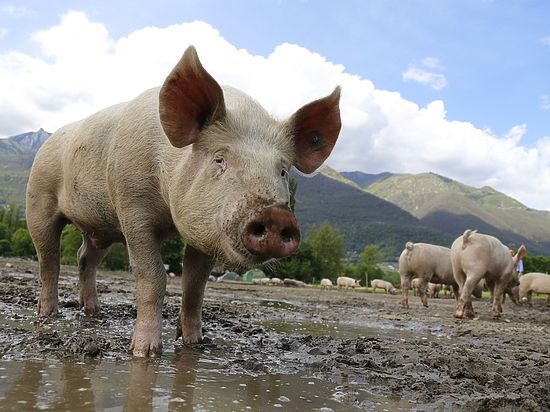 Ученые впервые создали гибрид человека и свиньи