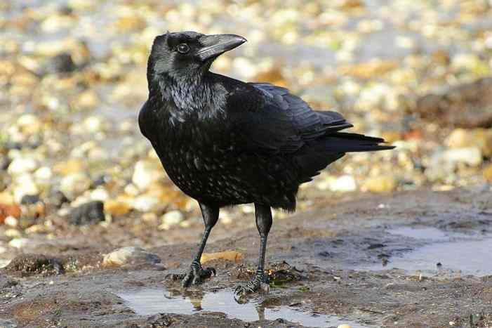 Многолетнее исследование черных ворон в Испании выявило преимущества коммунального гнездования