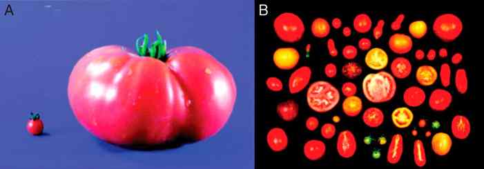 Генетики поняли, как вернуть помидорам вкус и запах, отнятые селекционерами