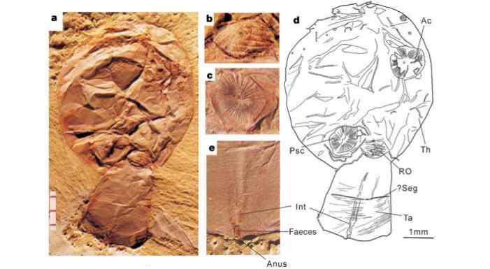 Кембрийское ископаемое Saccorhytus поместили в основание эволюционной линии вторичноротых