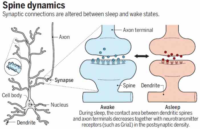 Два независимых исследования подтвердили глобальное ослабление синапсов во время сна