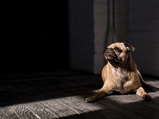 Зоологи обнаружили, что собаки презирают людей-эгоистов