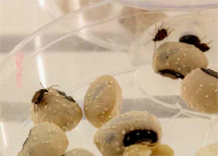 Гибридизация повышает способность к расселению жуков-зерновок