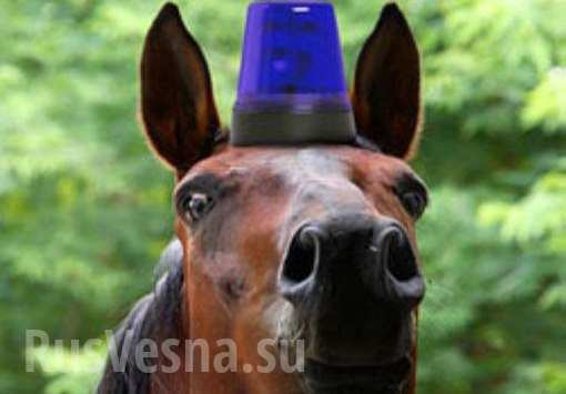 В Киеве конная полиция сбила женщину