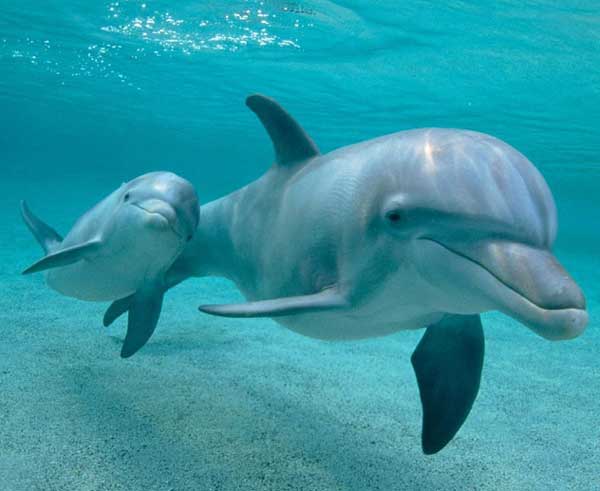 Черноморские дельфины поддержали строительство Крымского моста 