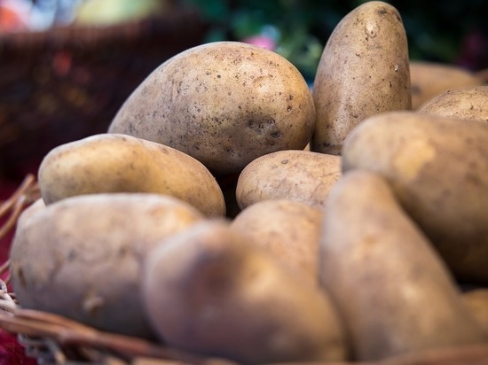 Уникальную картошку, созданную российскими учеными, объявили вне закона