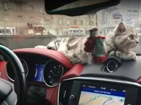 В салоне сгоревшего в Москве Maserati могла быть кошка