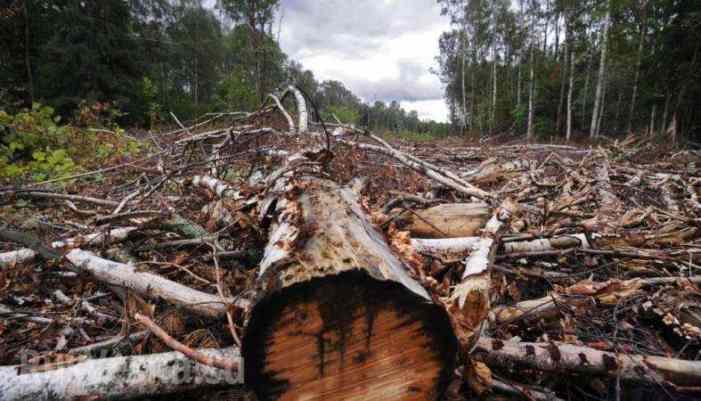 После нас хоть потоп: На Украине дали добро зачищать леса под ноль