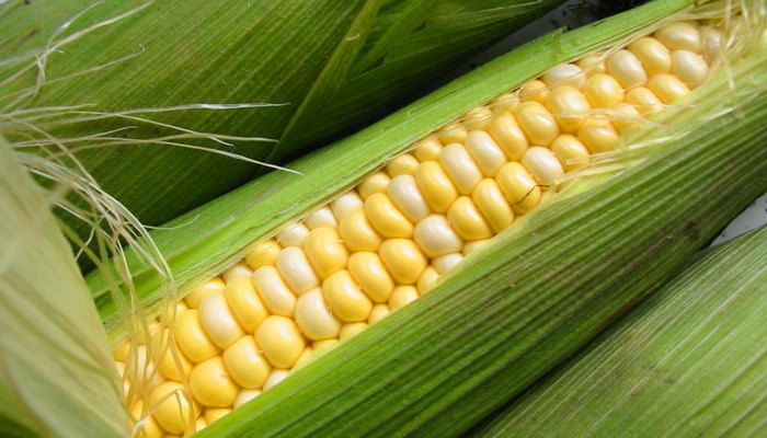 Перемога: Украина добилась права беспошлинного экспорта кукурузы в Кению 