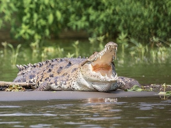 Пастора, повторявшего хождение Христа по воде, съели крокодилы в Зимбабве