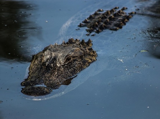 В США аллигатор съел упавшего в болото после авиакатастрофы летчика