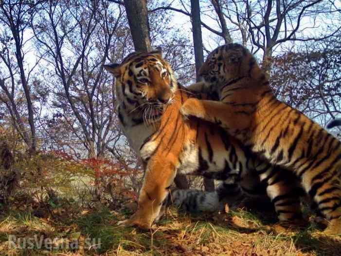 Семья тигров устроила «селфи-сессию» перед фотоловушкой (ФОТО, ВИДЕО)