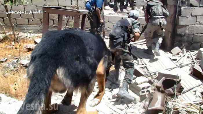 Городские бои: Спецназ САА с собаками выискивает норы боевиков и отвоевывает кварталы под Дамаском (ФОТО)