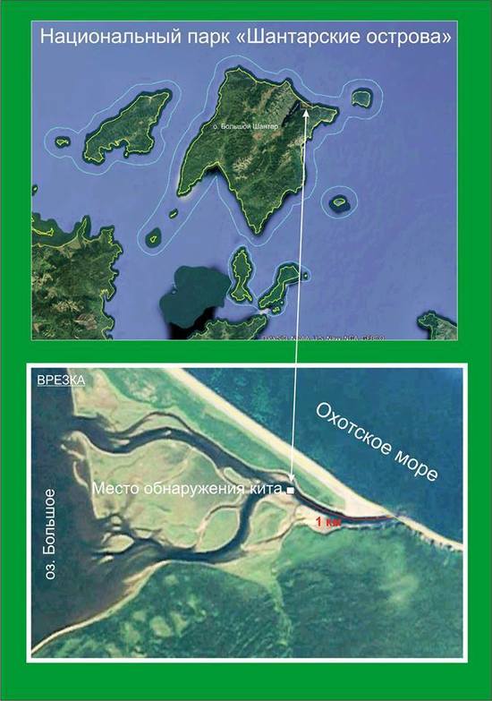 Подробности: кит, застрявший в Приморской реке, проходил «обряд очистки» Подробности: кит, застрявший в Приморской реке, проходил «обряд очистки»