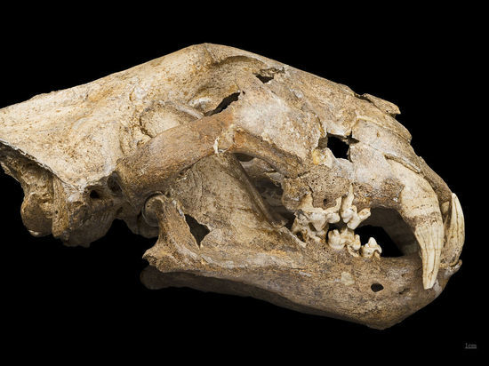 В уральской пещере обнаружен зуб гигантского льва