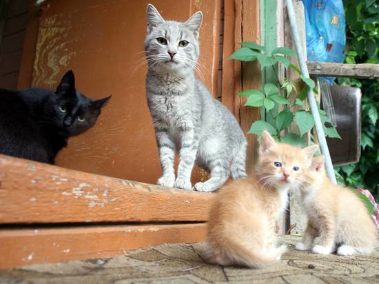 В Омске 40 кошек от голода съели умершего хозяина 