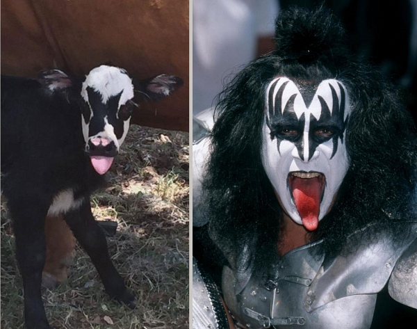 Найден теленок-двойник фронтмена группы Kiss