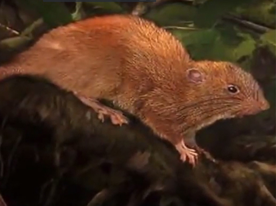 На Соломоновых островах найдена гигантская крыса из легенд