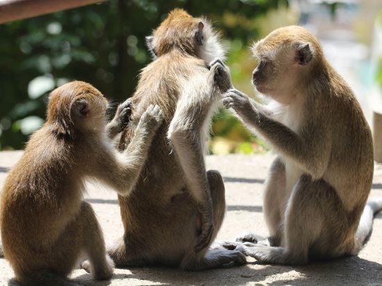 Биологи выяснили, почему человек чешется в нервной обстановке