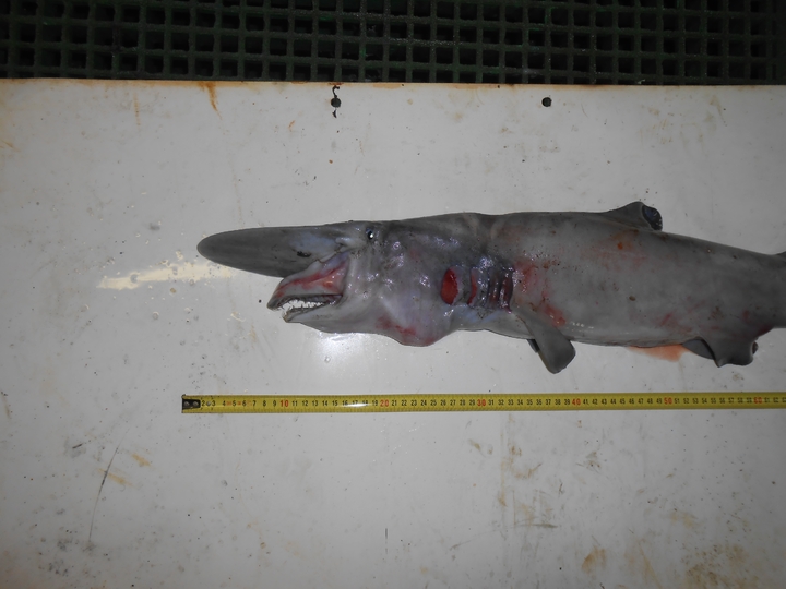Российские ученые впервые выловили в водах Марокко акулу-домового