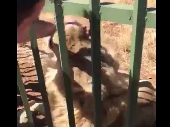 Валлийский регбист опубликовал видео атаки льва на своего одноклубника