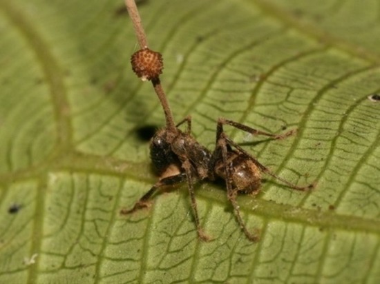 Раскрыта неожиданная тайна паразита, превращающего муравьев в зомби