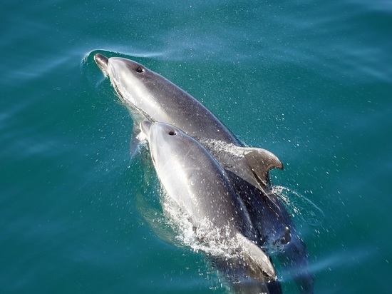 Российские океанологи: грязная вода губит дельфинов Черного моря