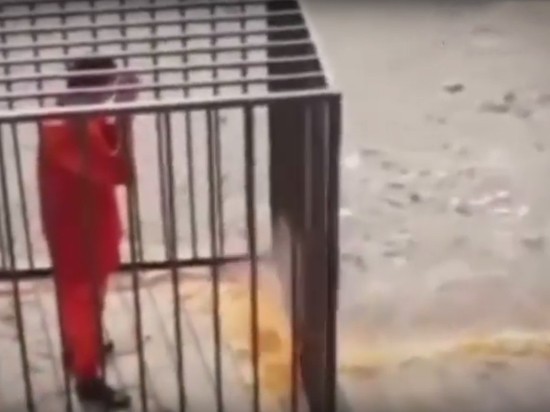 Боевики ИГ заживо сожгли попавшего в плен летчика Боевики ИГ заживо сожгли попавшего в плен летчика