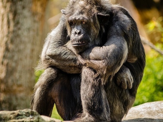 Дети и шимпанзе любят наблюдать, как их обидчика настигает возмездие