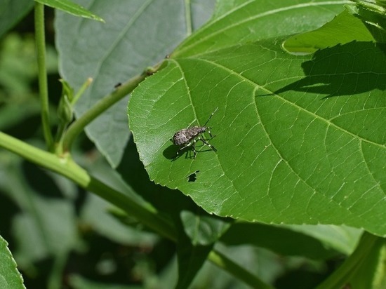 Эти ужасные насекомые: как маленький клоп стал причиной большого пожара Эти ужасные насекомые: как маленький клоп стал причиной большого пожара
