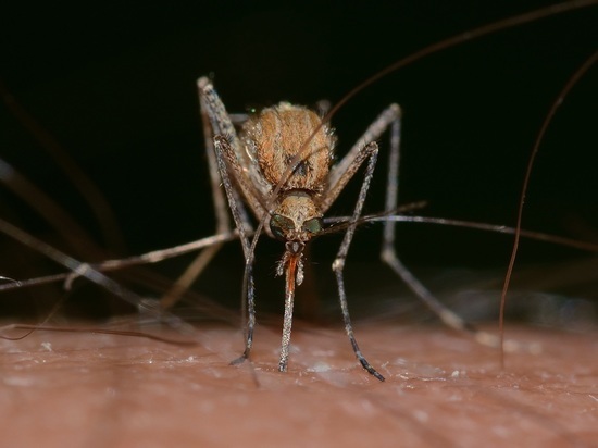 Предложен неожиданный способ борьбы с комарами: их можно запугать
