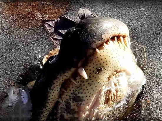 Интернет-пользователей озадачило видео с аллигаторами, живущими в толще льда