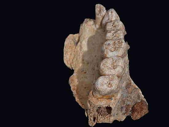 Древнейшая челюсть Homo Sapiens дала повод переписать историю человечества