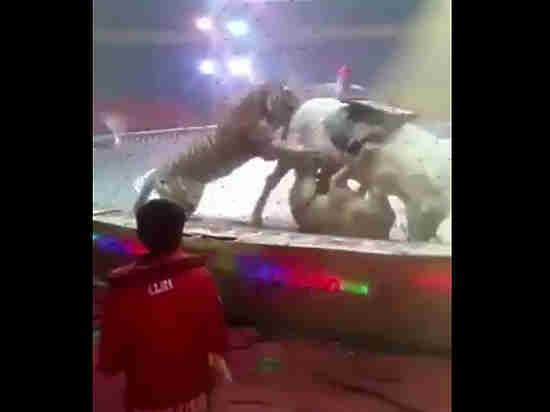 Появилось видео нападения тигра и львицы на цирковую лошадь
