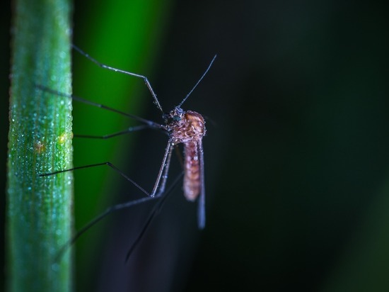 В России обнаружен неизвестный вид комаров: определили по половым органам