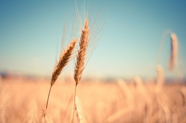 Мишустин подписал постановление о временном запрете экспорта зерновых